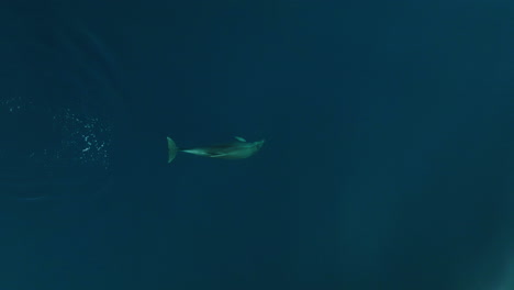 A-Dolphin-Swimming-And-Surfacing-On-The-Serene-Water-In-Adriatic-Sea-Near-Lošinj-Island,-Croatia