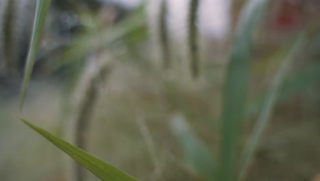 Beautiful-morning-close-up-of-drops-of-dew-on-tall-green-grass-in-the-sun