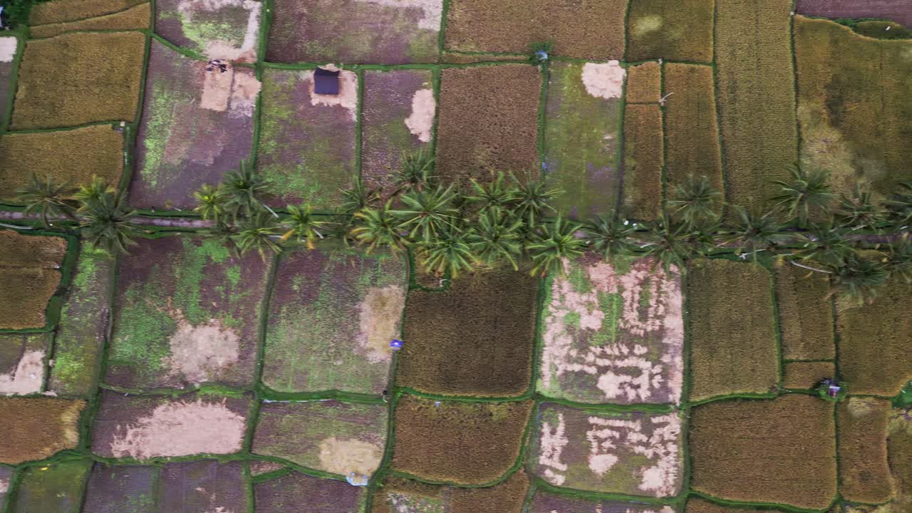 Overhead drone footage reveals golden rice paddies stretching wide across the landscape with farmers diligently working in the fields surrounded by tall coconut trees in a tropical setting.