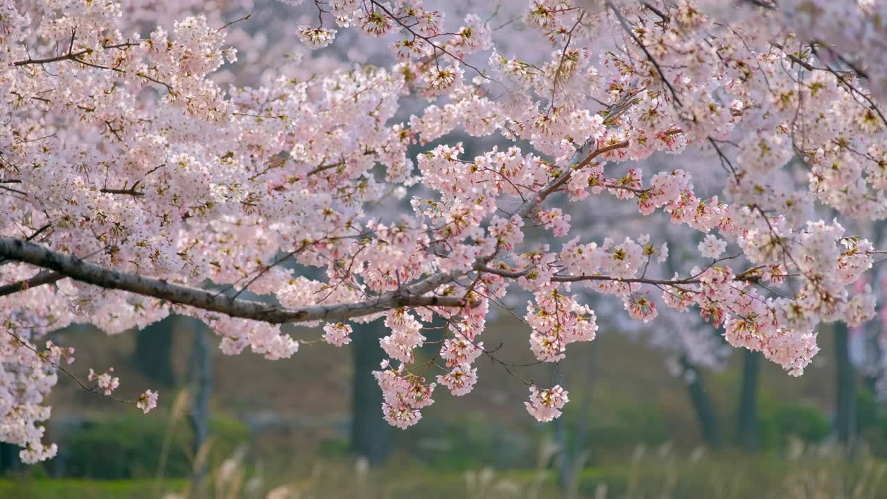 Fiore di ciliegio sakura in fiore