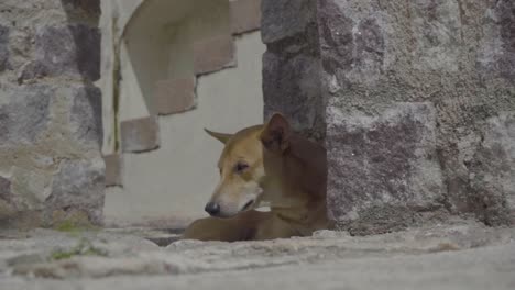 stray dog sleeping on the roadside 4k