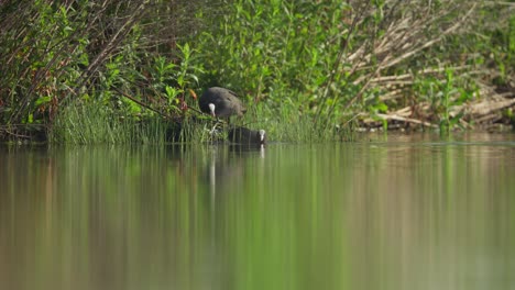 aves acuáticas en un pantano