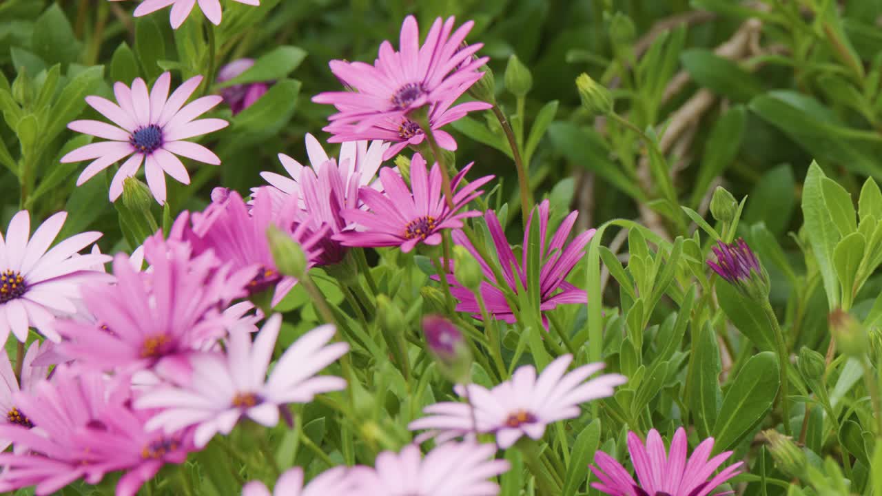 Pink African daisies sway gently outdoors, captured in natural daylight with smooth macro camera movement