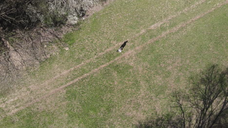 fitness drone shot. female model running in park. outdoor cardio health and fitness training.