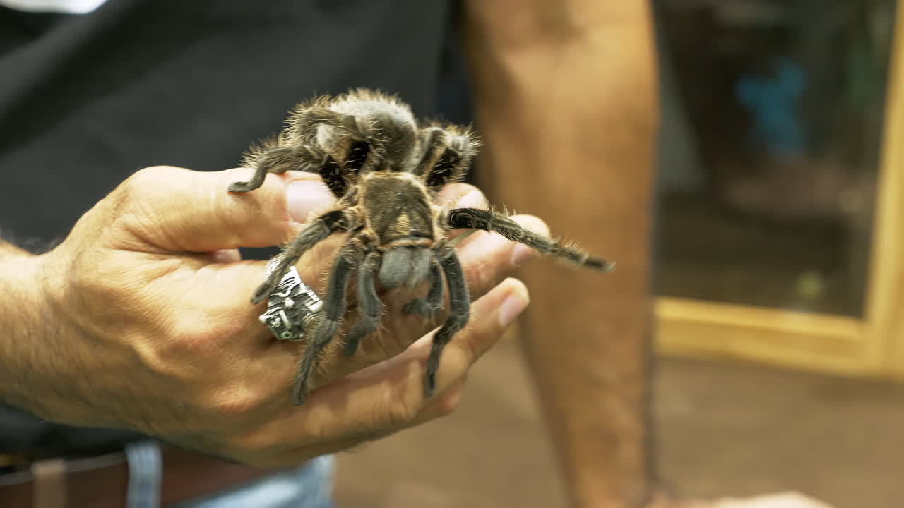 una gran tarántula o una gran araña arrastrándose sobre la mano de un hombre