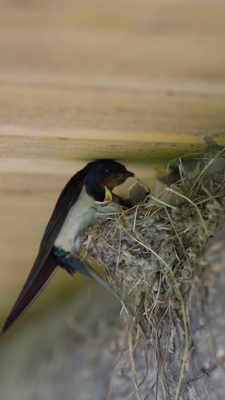 Vertical close up of hungry baby barn swallow chicks opening their yellow beaks for food in mud nest under a wooden ceiling in a barn.