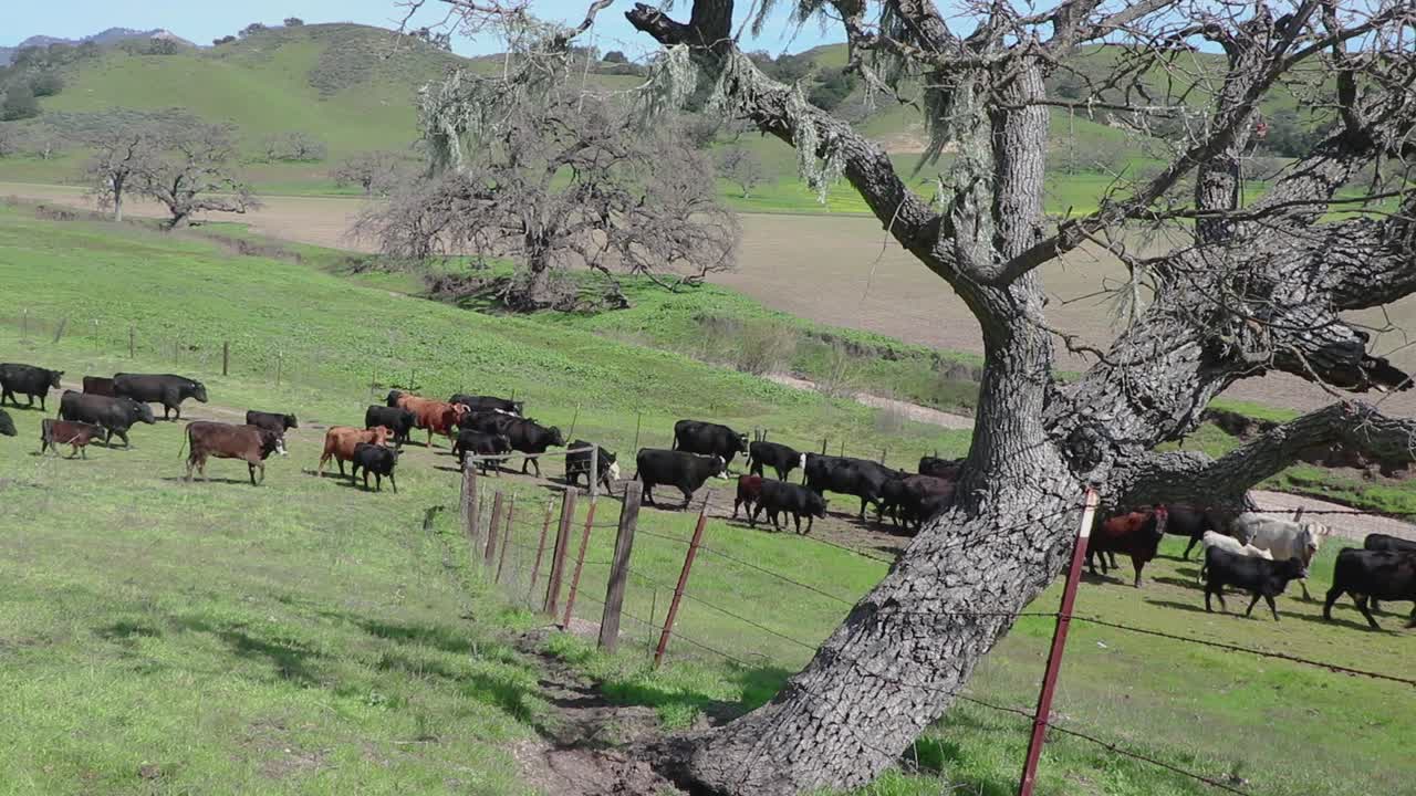 Cattle gently move through the gate as a cowboy enters the left side of the frame and rides through the herd