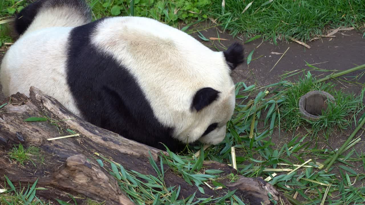 panda gigante en el zoológico comiendo brotes frescos de bambú