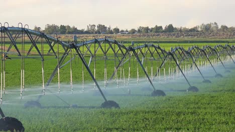 un sistema de rociadores industriales riega las tierras de cultivo de california durante una sequía