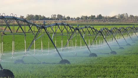 an industrial sprinkler system waters california farmland during a drought