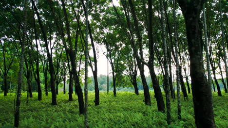 Tiro-De-Drone-Del-Bosque-En-Nepal-Con-Diferentes-Tipos-De-árboles-Y-Hierbas-Rodeados-De-Vegetación