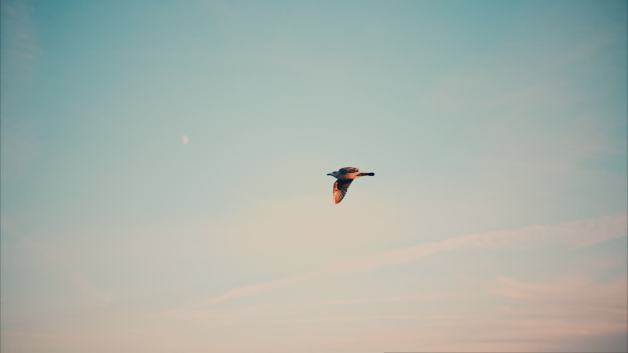 A seagull flying over the sea in Cannes, France at sunset