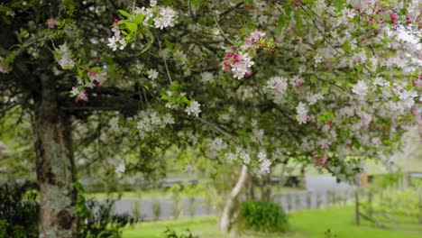 Cerezo-Oriental-En-Primavera-Verde-Y-Hermoso