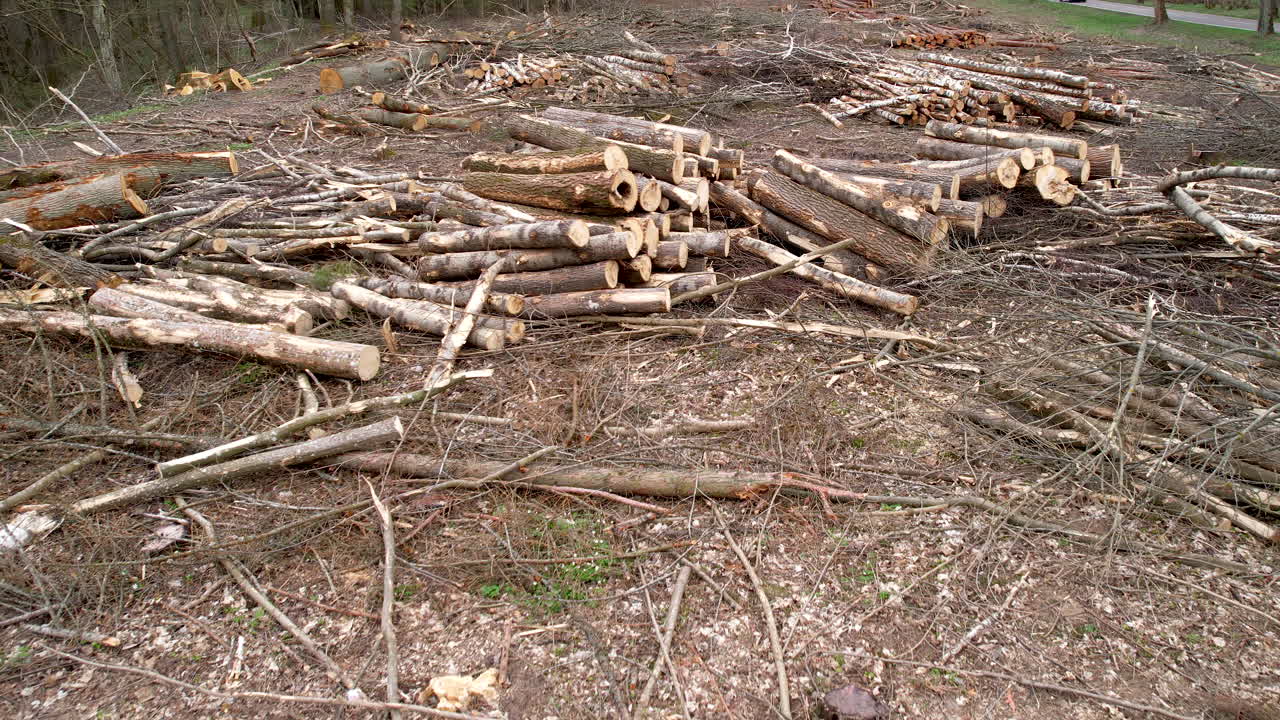 Trees cutting area in forest, felling site with heaps of firewood and cleaned cut logs