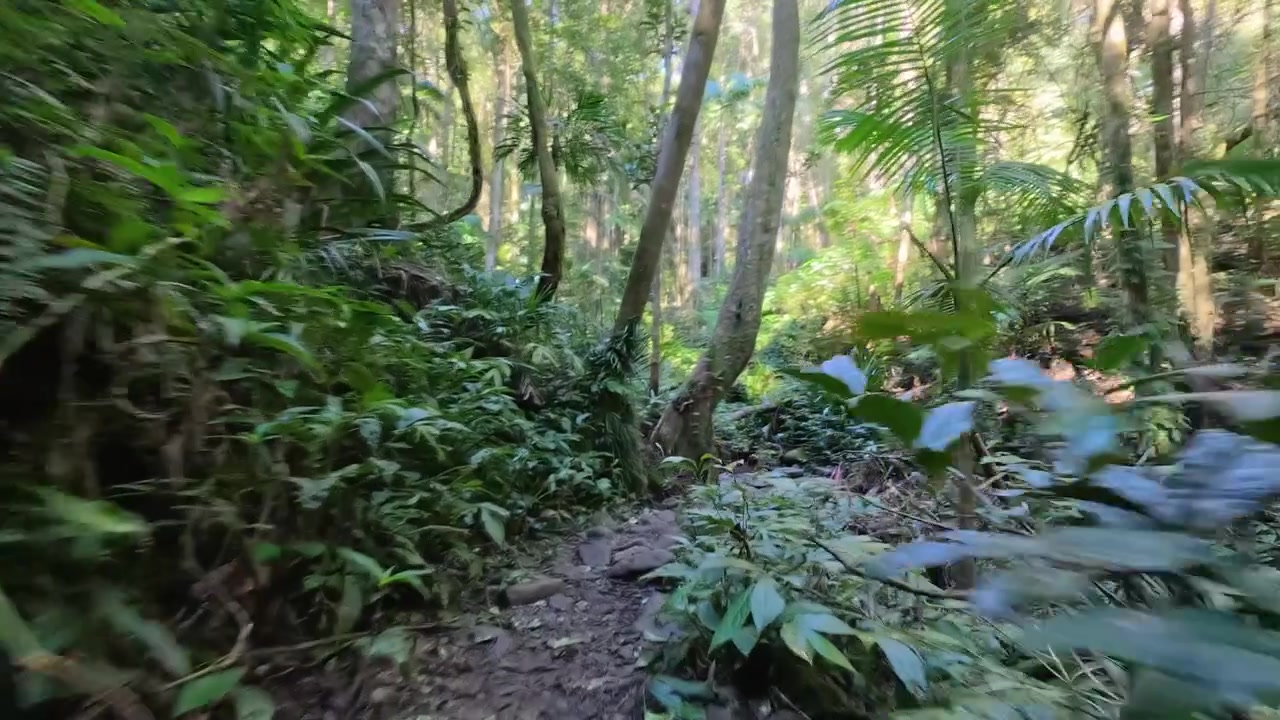 Ensimmäisen persoonan näkökulma kävelemässä rehevää viidakkopolkua pitkin Binna Burrassa, Queenslandissa, Australiassa.