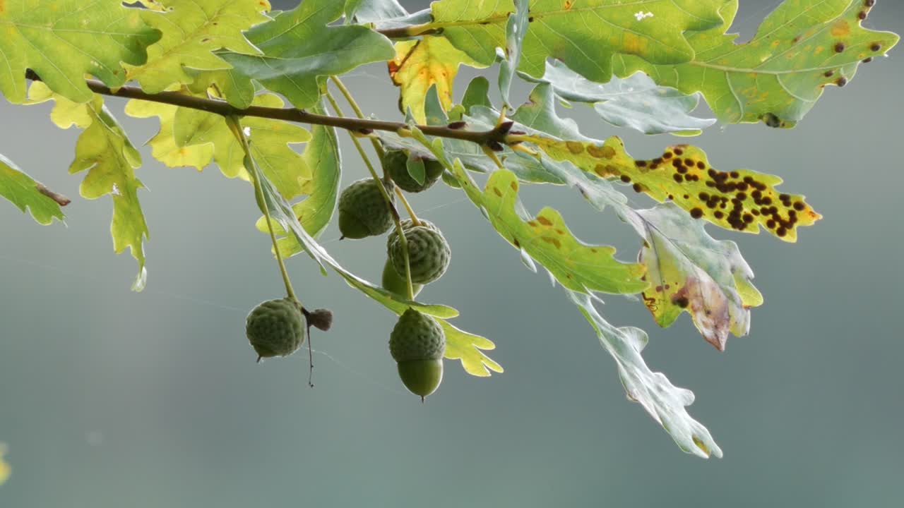 Acorns Hanging From the Branches of an Oak Tree with Green Leaves, Close Up