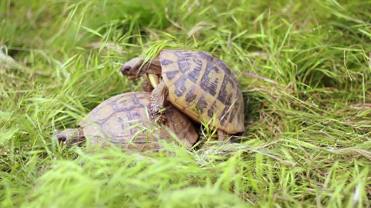 casal de tartarugas fazendo amor na grama verde