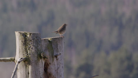 hermit thrush bird pooping while perched on a tree trunk in sweden, wide shot