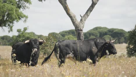 Aufnahmen-Von-Zwei-Wütenden-Bullen-Auf-Einem-Feld