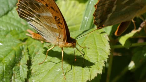 macro close up view of argynnis paphia butterflies perched on leaf on sunny day