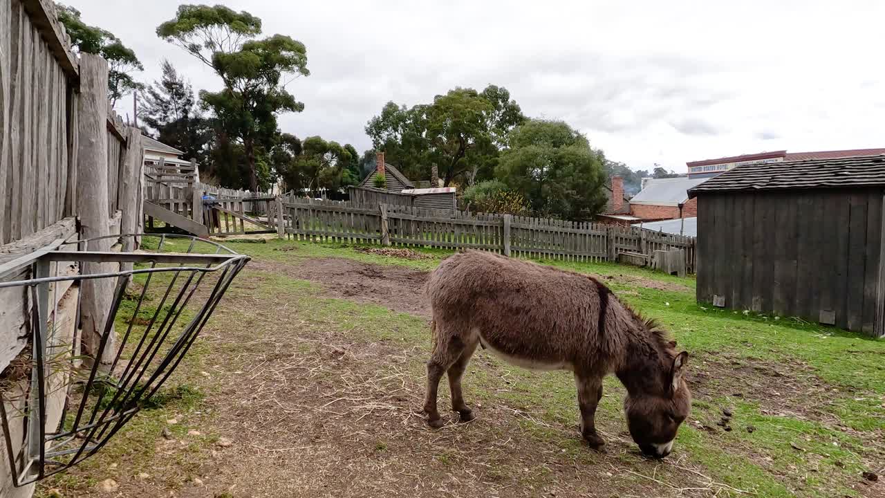 역사적 인 마을 환경 에서 당나귀 가 먹이 를 먹는다