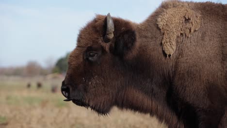 Bisonte-Perfil-Lateral-Agua-Goteando-Lengua-Fuera-Slomo