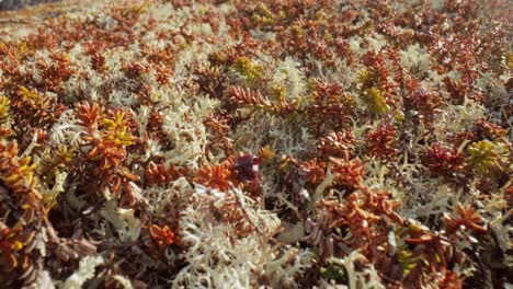 Arctic-Tundra-lichen-moss-close-up.-Found-primarily-in-areas-of-Arctic-Tundra,-alpine-tundra,-it-is-extremely-cold-hardy.-Cladonia-rangiferina,-also-known-as-reindeer-cup-lichen.