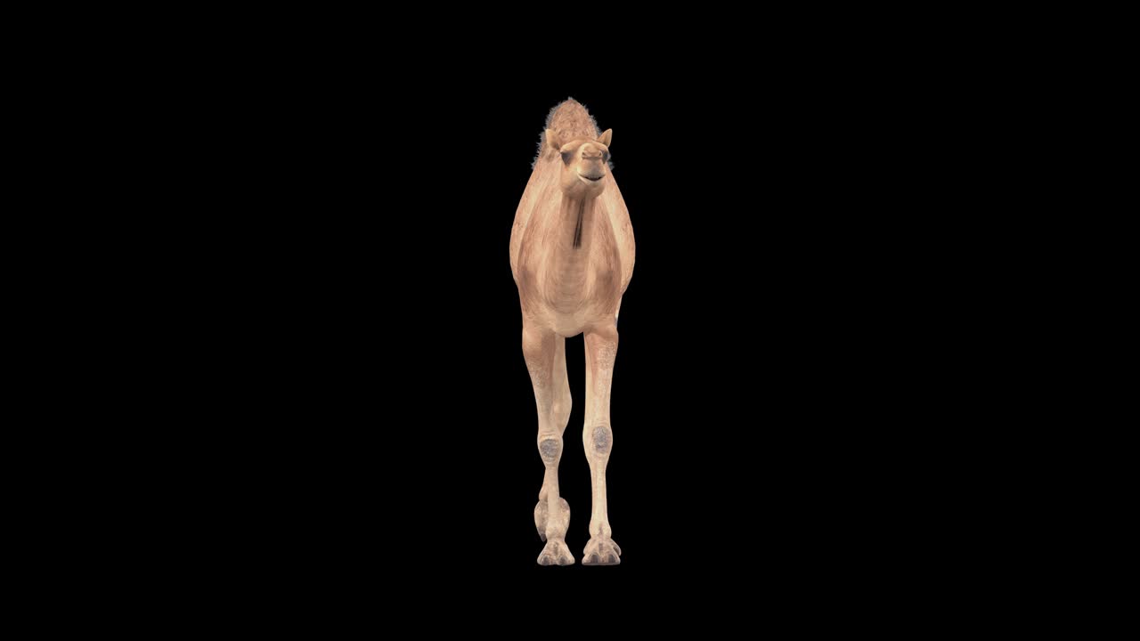 cg camello cíclico caminando en el canal alfa