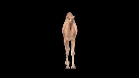 cg camel cyclical walking on alpha channel