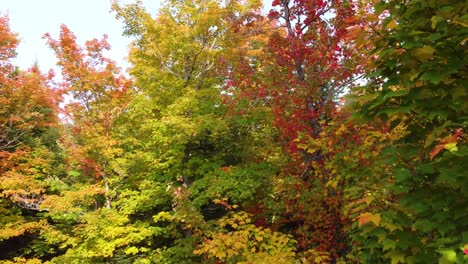 Aerial-view-of-lush-forest-treetops,-Colorful-autumn-leaves-from-Wildlife-Reserve,-Orbiting-shot