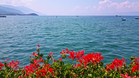 Tiro-Inclinado-Hacia-Arriba-Que-Revela-El-Lago-Ohrid-Escondido-Detrás-De-Las-Flores