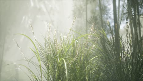 Grass-flower-field-with-soft-sunlight-for-background.