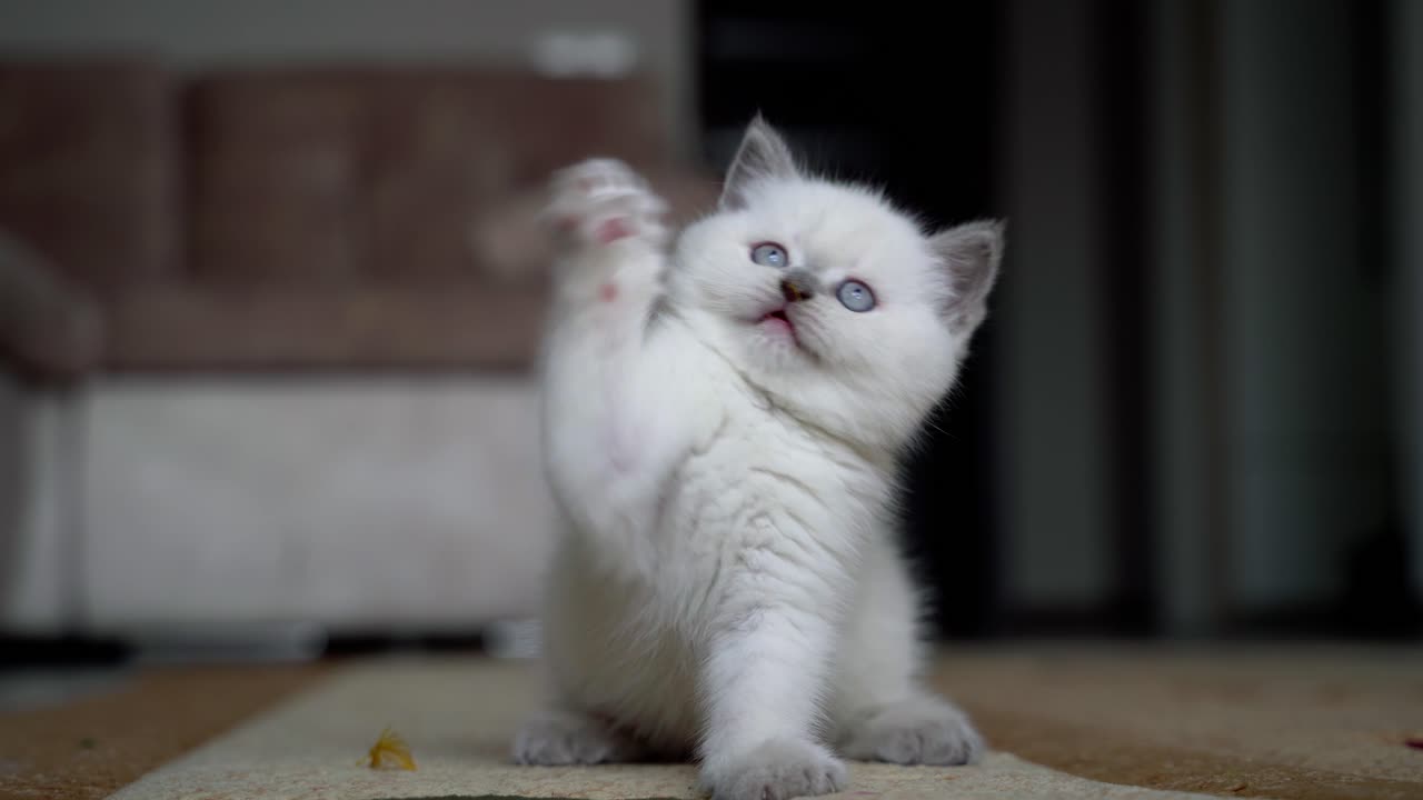Cat playing in house. Small cat having fun in the room