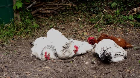 Light-Sussex-and-a-brown-hybrid-hen-dust-bathing