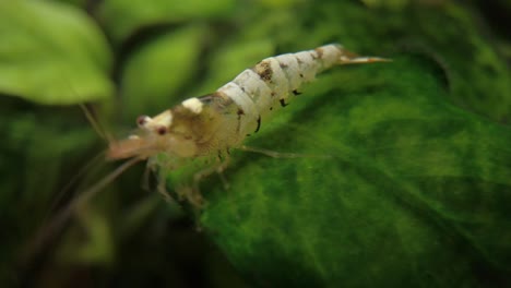 Mischling-Crystal-Black-Caridina-Taiwan-Bee-Garnelen-Auf-Dem-Bepflanzten-Süßwasser-Aquarium