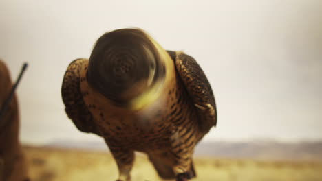 Close-up-of-a-falcon-looking-down-to-eat-then-looking-up-with-meat-and-feather-stuck-to-its-beak-with-a-tight-focus-and-blurry-mountains-and-desert-in-the-background,-slow-motion