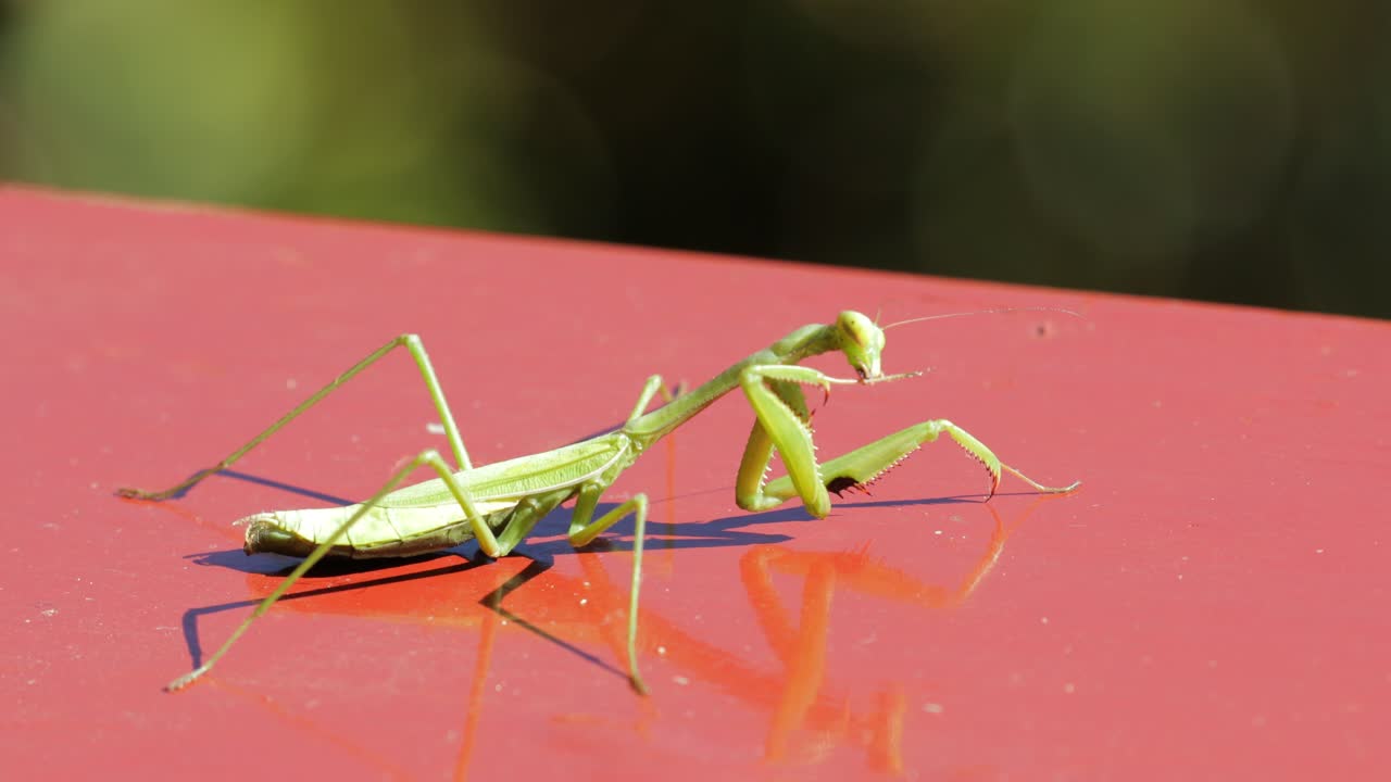 사마귀 - 거짓 정원 사마귀 호주 - 랩토리얼 앞다리 청소 - 그런 다음 가장자리에서 떨어짐 - 매크로 클로즈업 - 4k 59