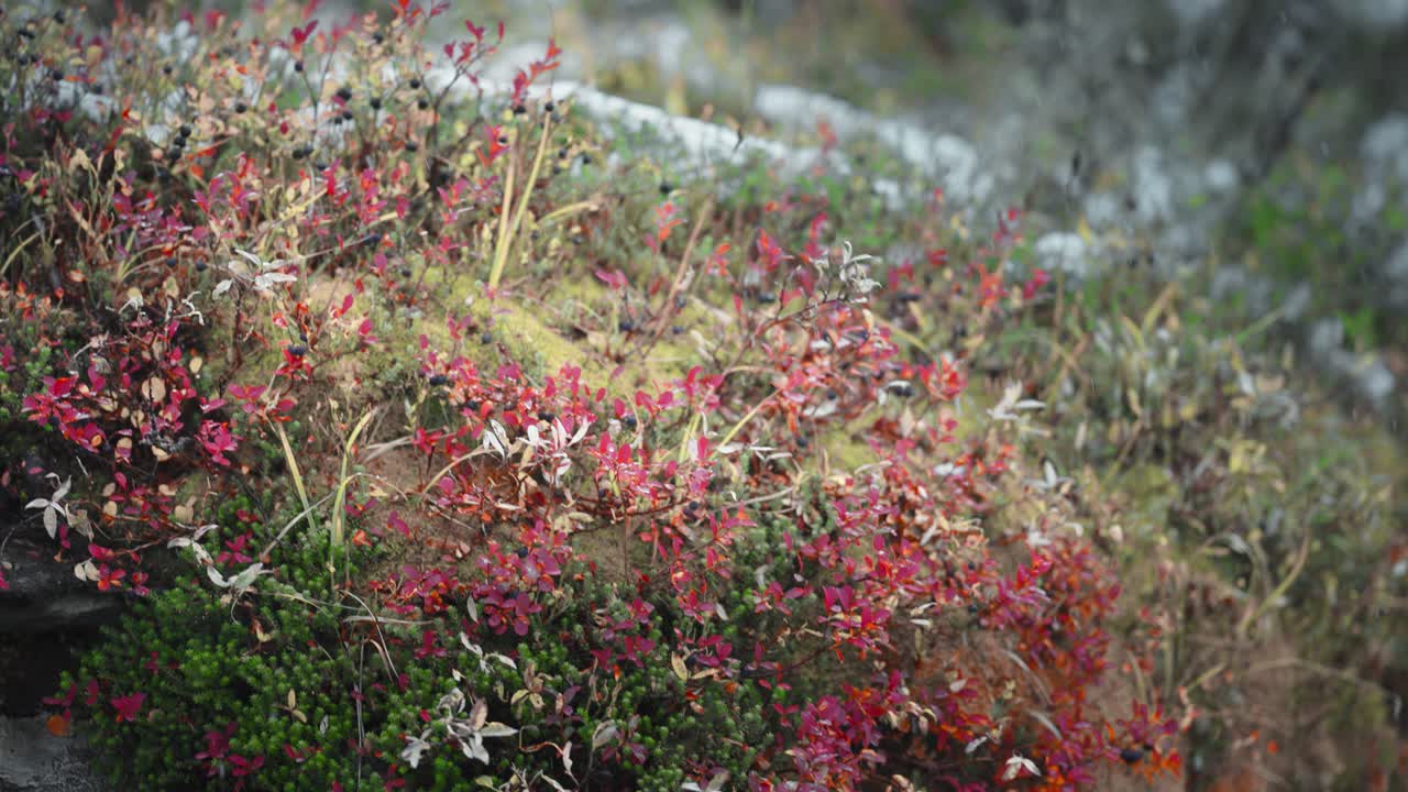 내리는 눈은 드라의 가을 색을 기 시작하고, 빨간색과 오렌지색 잎자루에 색 패치를 남니다.