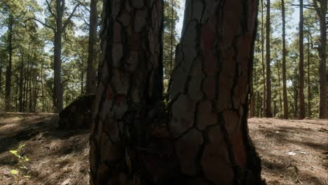 Pine-forest-ground-and-rocks-in-Corona-Forestal-Natural-Park-on-Tenerife,-Canary-Islands-in-spring