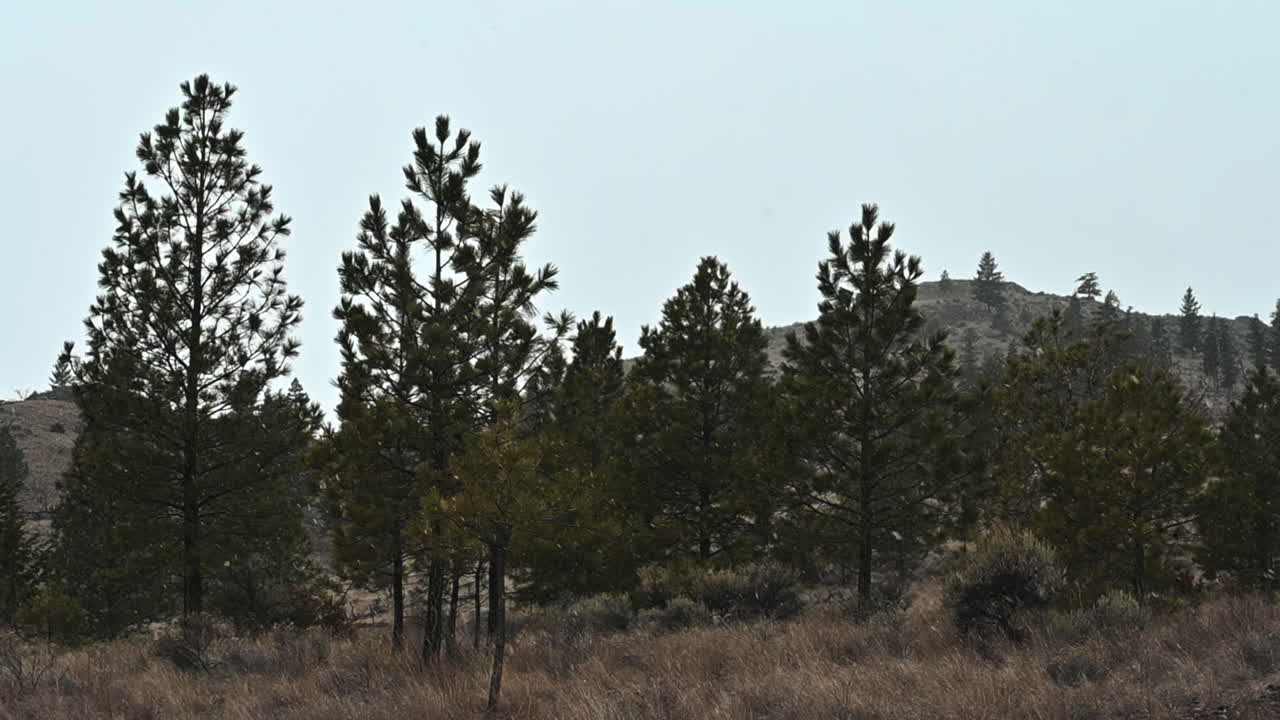 под снегом: зимний отдых леса