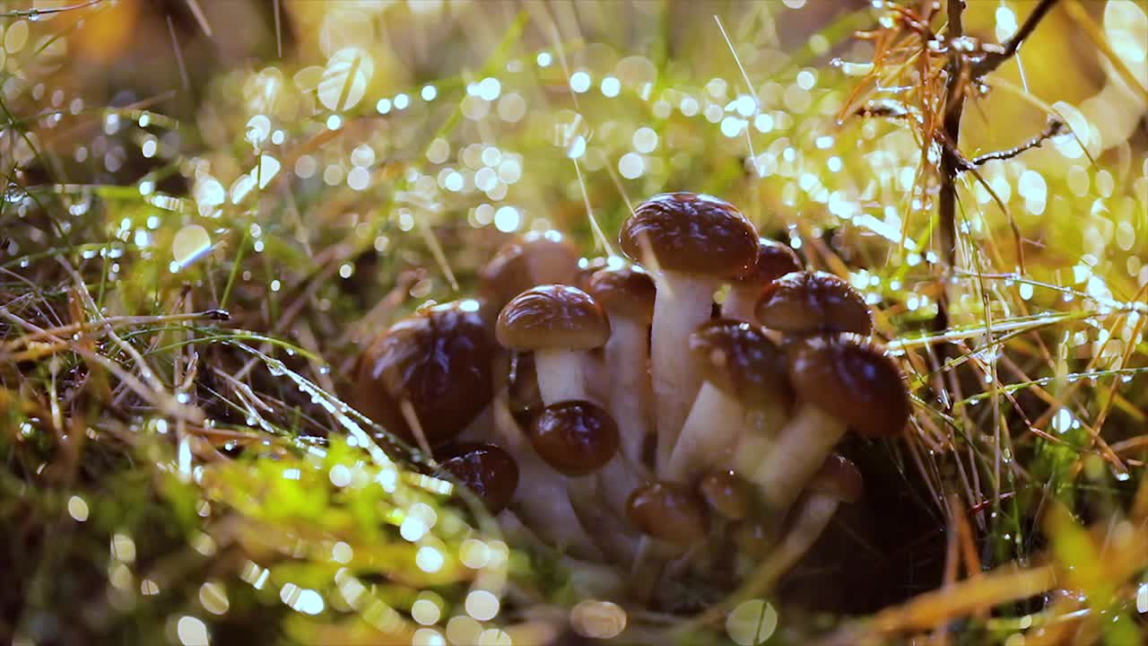 Armillaria Mushrooms of honey agaric In a Sunny forest in the rain.