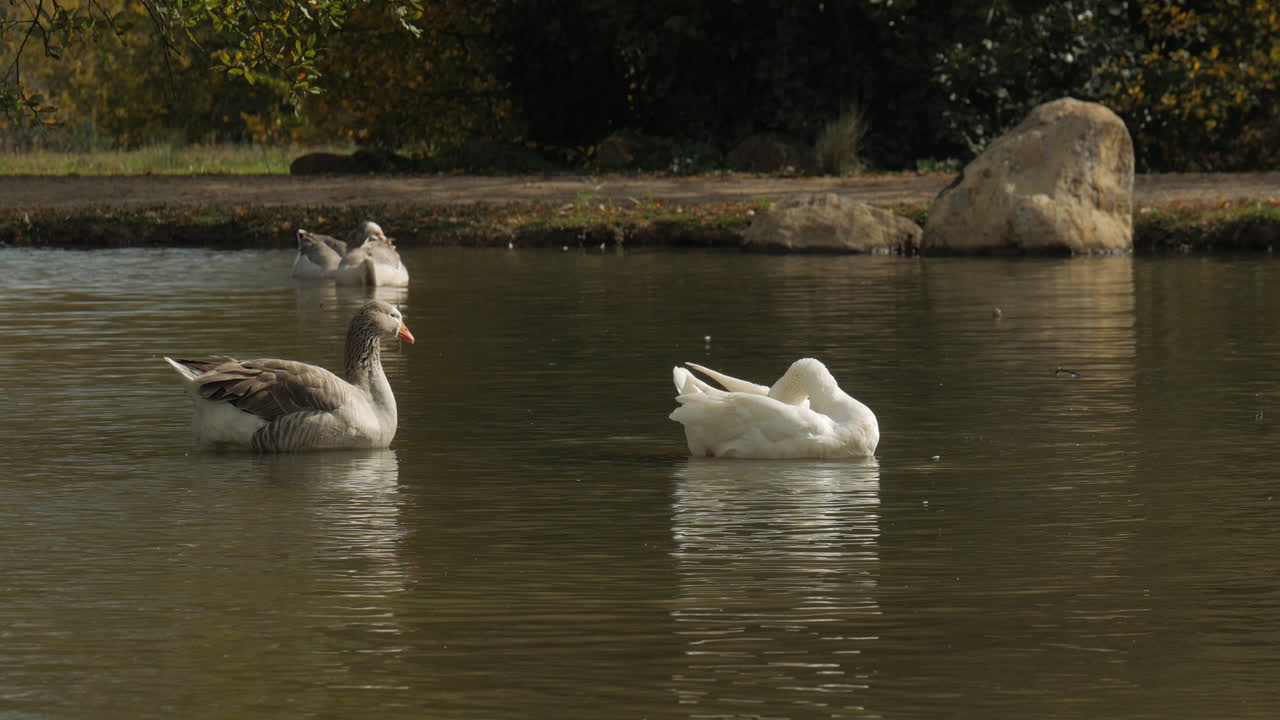 un par de gansos peregrinos nadando en un lago en otoño o cayendo con otros gansos en el fondo