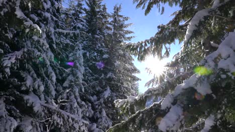 4K-Aufnahmen-Von-Schnee,-Der-Von-Ästen-Schmilzt,-Während-Die-Kamera-Von-Rechts-Nach-Links-Schwenkt