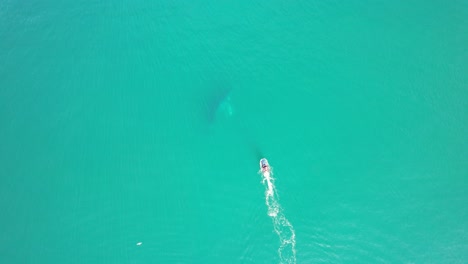 a boat follows two humpback whales in cabarita beach, tweed shire, bogangar, northern rivers, new south wales, australia aerial shot