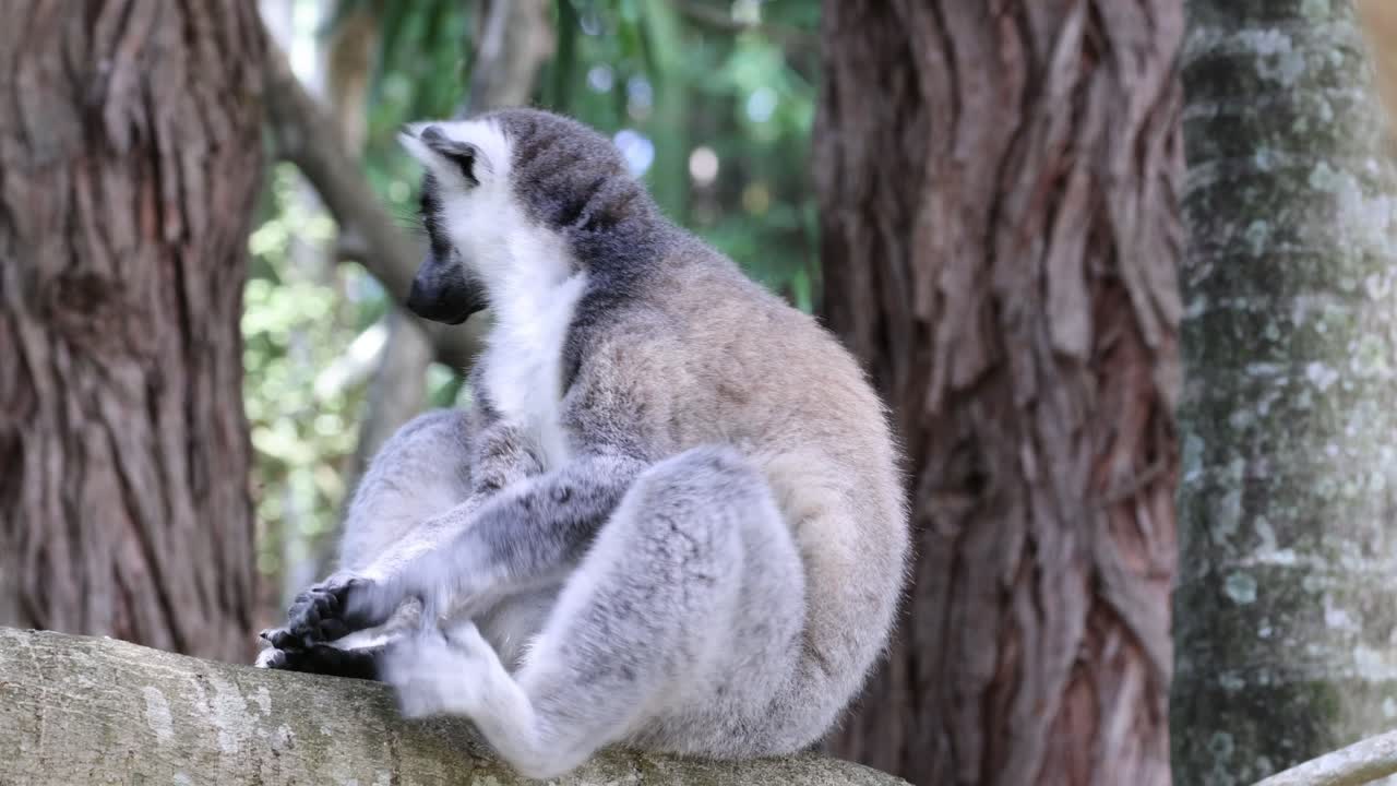 dos lémures aseándose y socializando en una rama