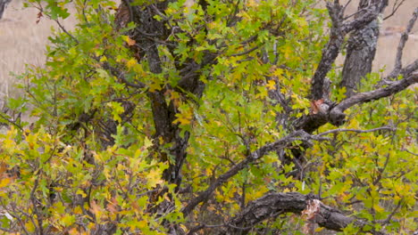 shot of New Mexico tree