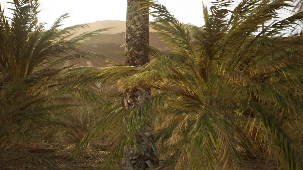Palm trees in the desert