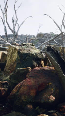 paisaje de montaña rocosa con árboles muertos