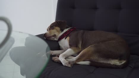 dog rests on coach with coffee cup in foreground