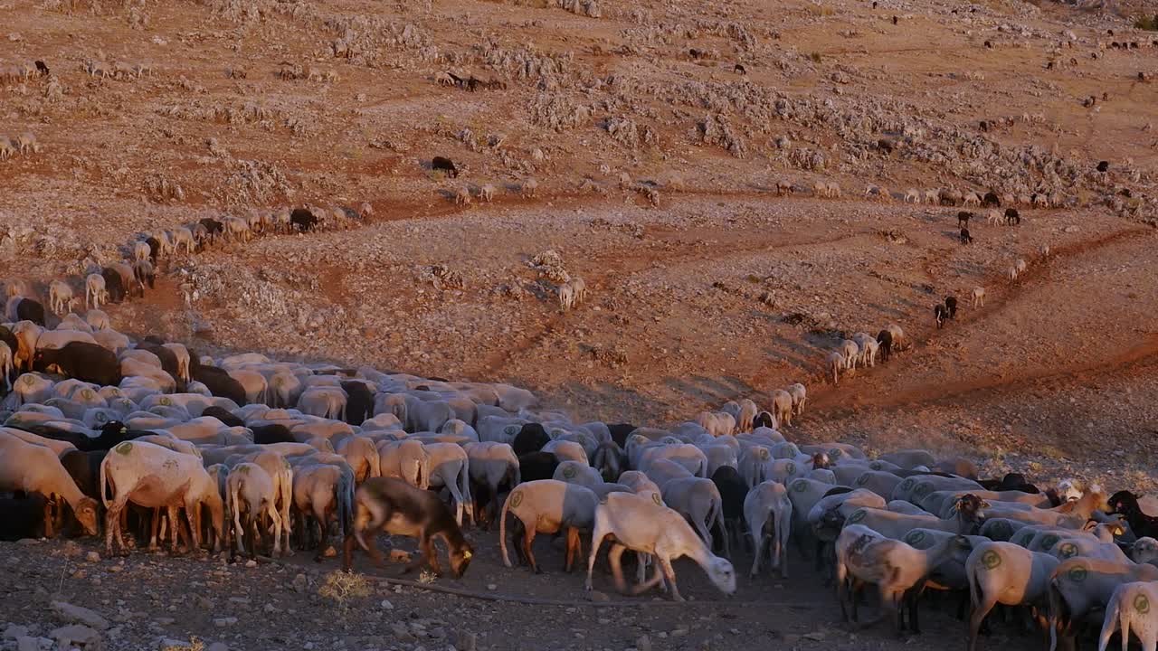 rebaño de ovejas y cabras caminan en busca de comida en un lugar desierto en la hora dorada